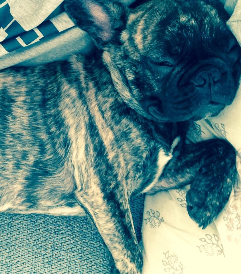 Fransk bulldog Milo billede 9