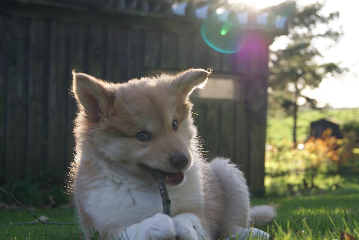Islandsk fårehund Asti-Una's Stjarni Óskabein aka Ollie billede 10