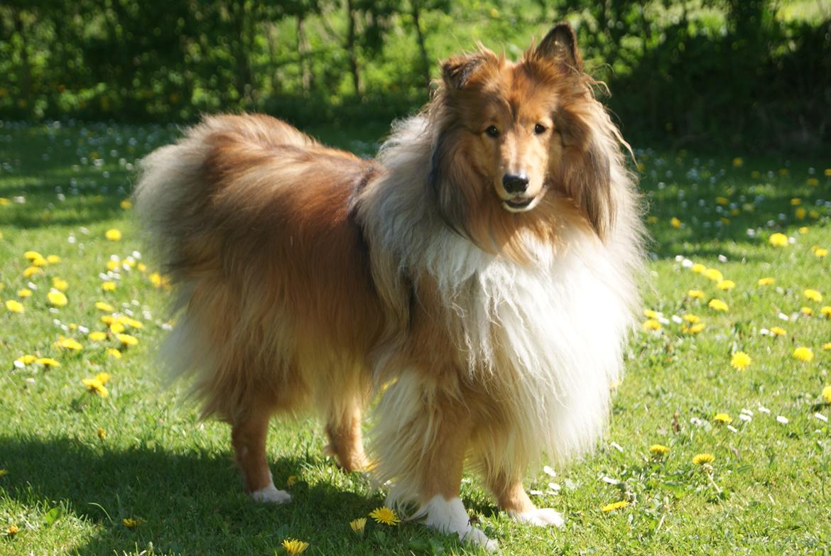 Shetland sheepdog Akela aka Keiko billede 25