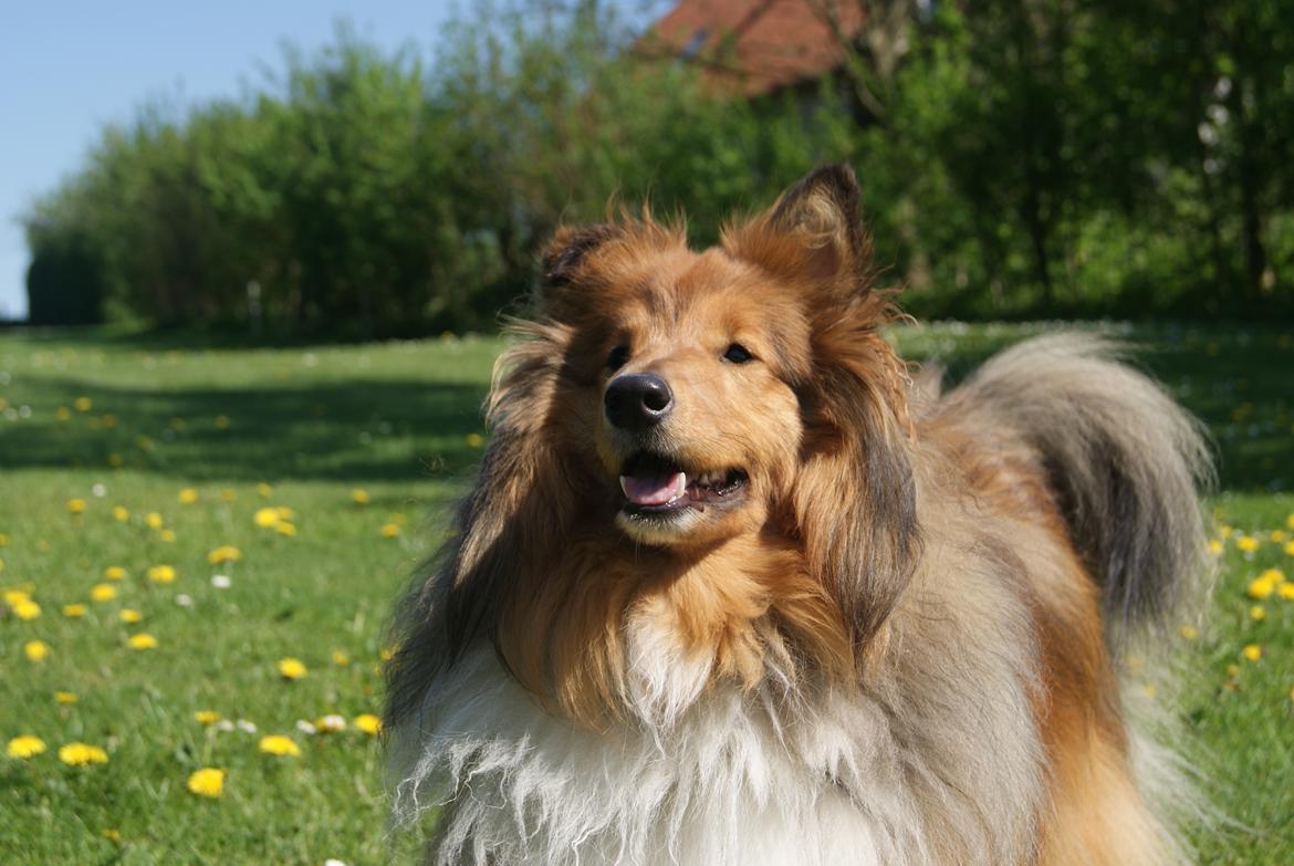 Shetland sheepdog Akela aka Keiko billede 26