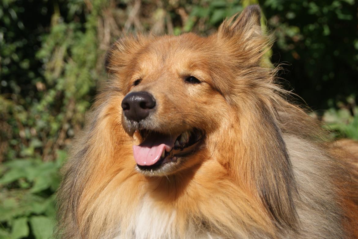 Shetland sheepdog Akela aka Keiko billede 27