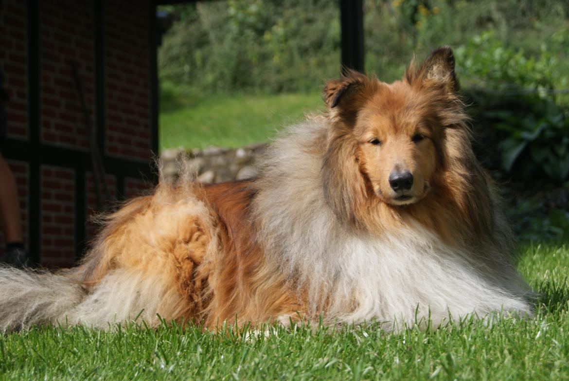 Shetland sheepdog Akela aka Keiko billede 28