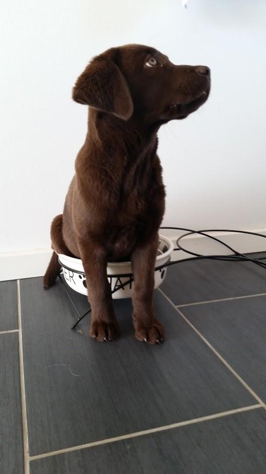 Labrador retriever Ziva - 13 uger billede 15