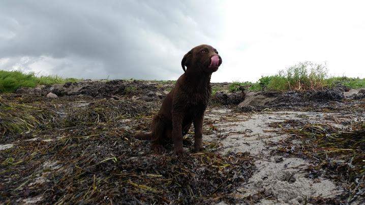 Labrador retriever Ziva - 15 uger billede 13