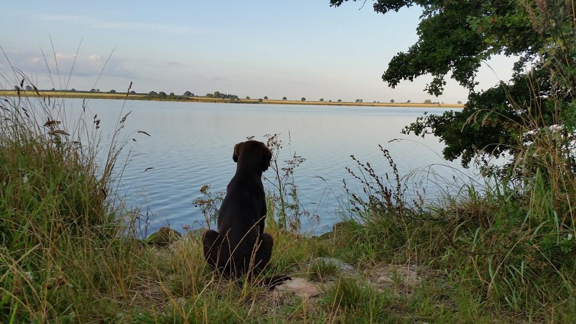 Labrador retriever Ziva - 17 uger billede 11