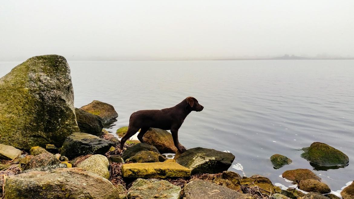 Labrador retriever Ziva - 19 uger billede 9