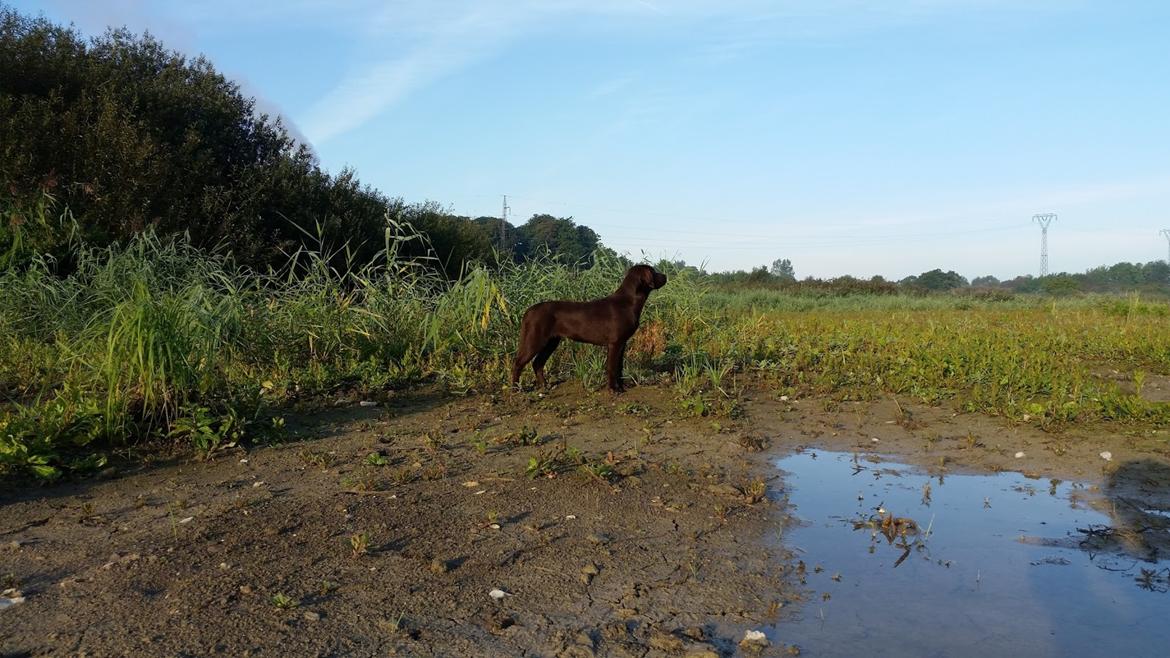 Labrador retriever Ziva - 21 uger billede 7
