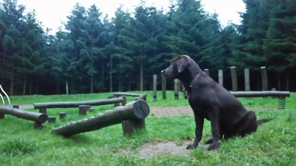 Labrador retriever Ziva - 27 uger billede 1