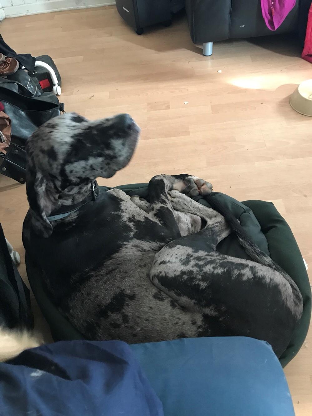 Grand danois Frode billede 2