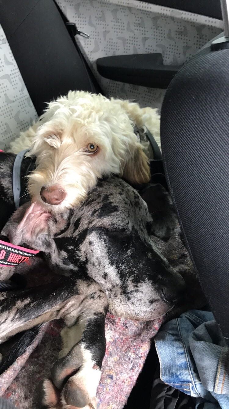 Grand danois Frode billede 3