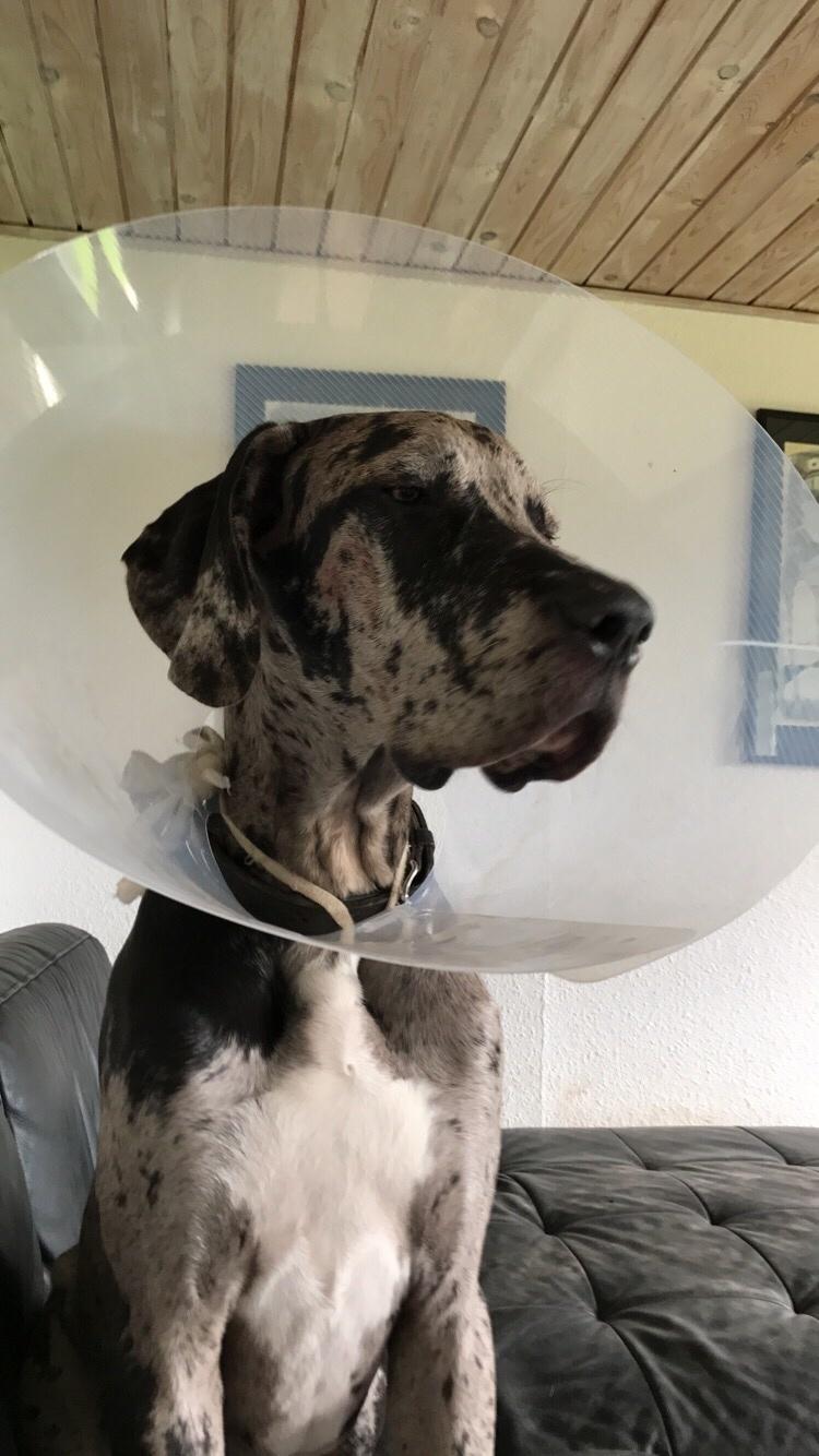 Grand danois Frode billede 5