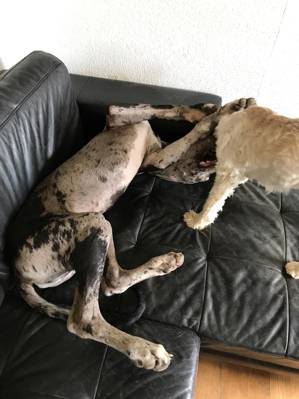 Grand danois Frode billede 6