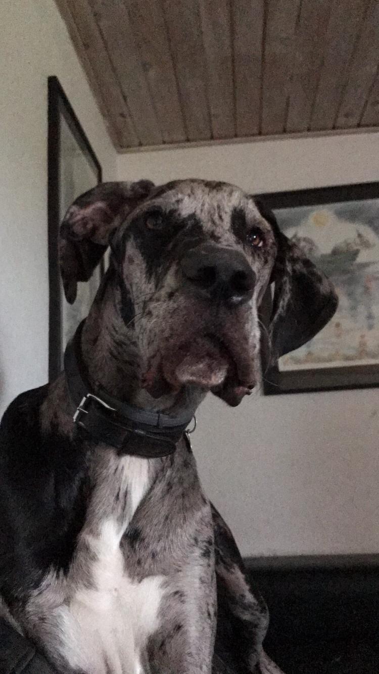 Grand danois Frode billede 4