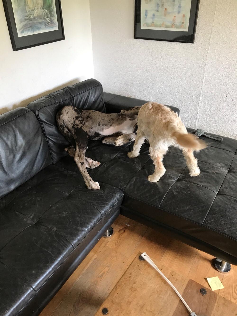 Grand danois Frode billede 7