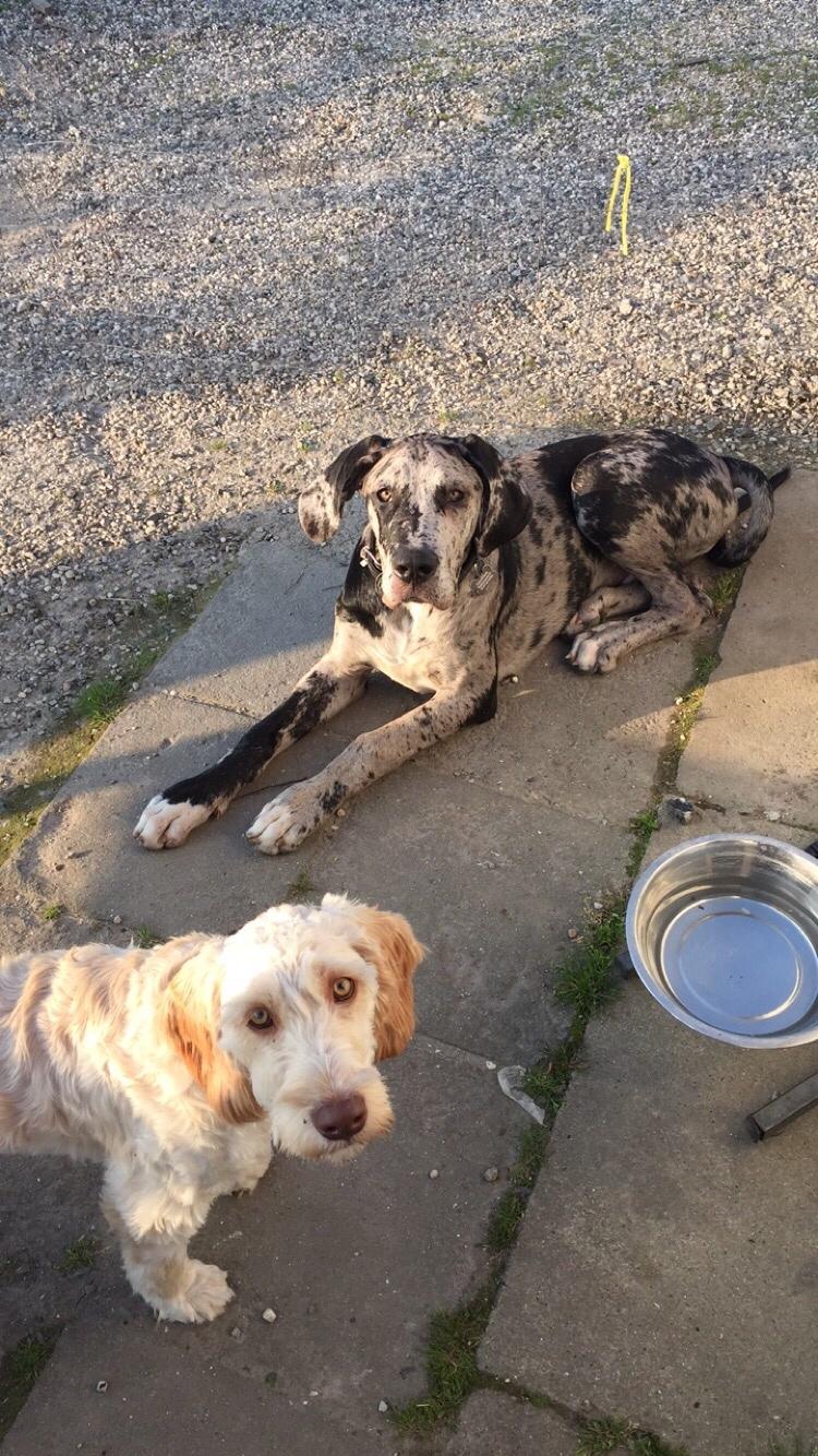 Grand danois Frode billede 9