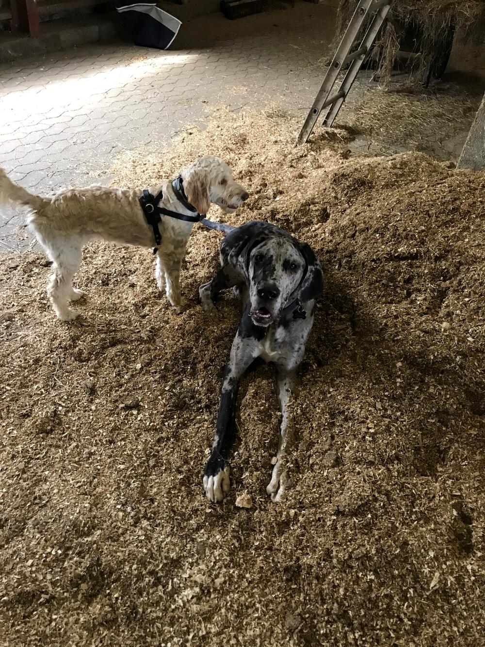 Grand danois Frode billede 8