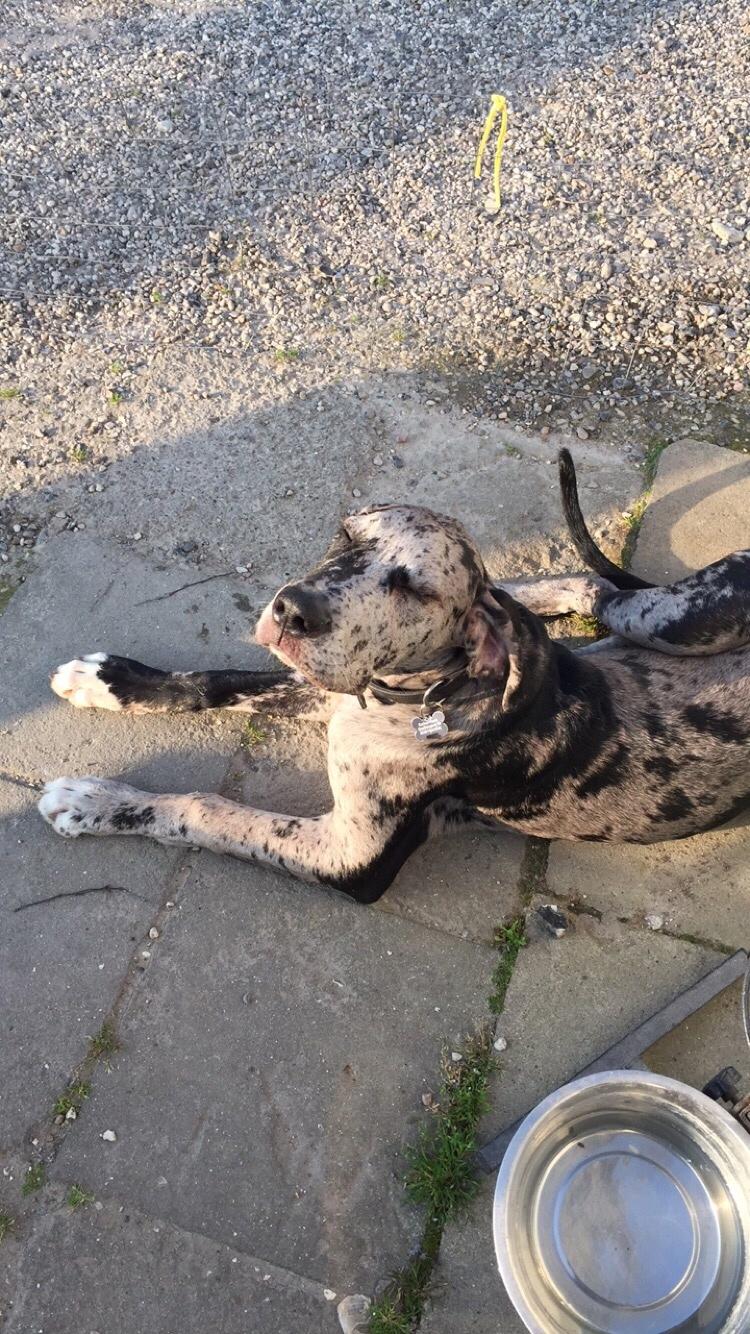 Grand danois Frode billede 10