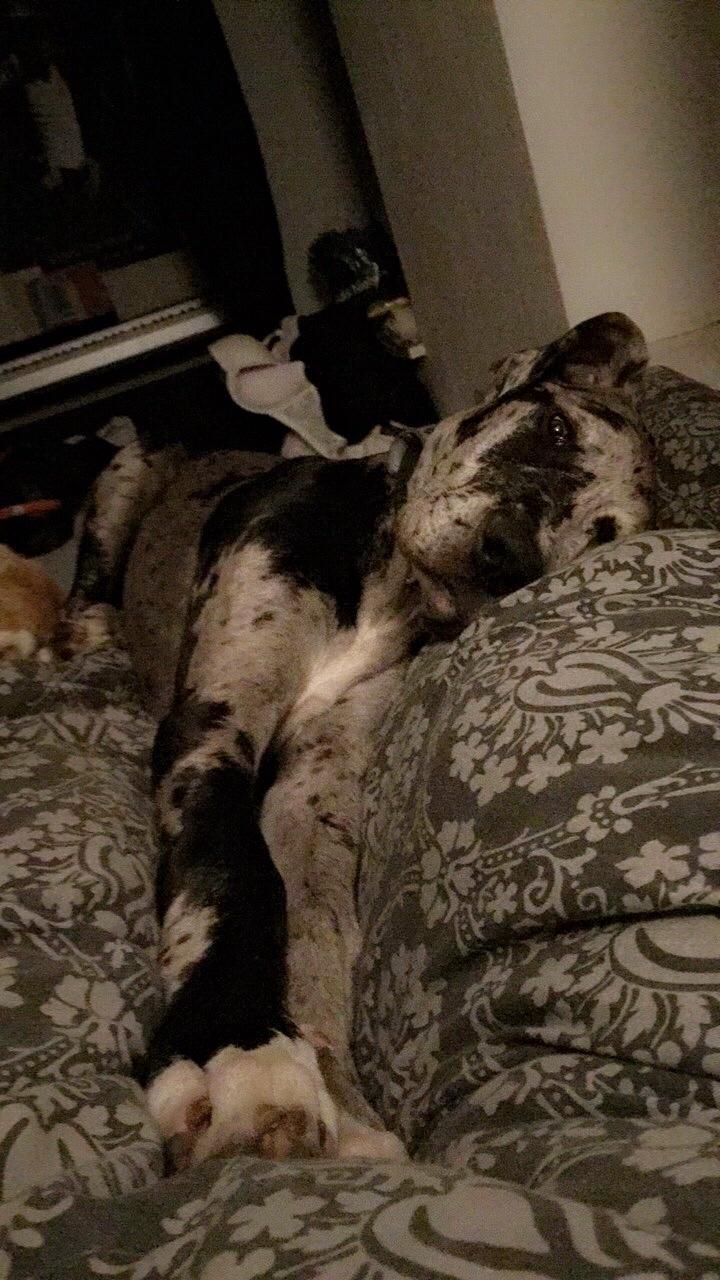 Grand danois Frode billede 13