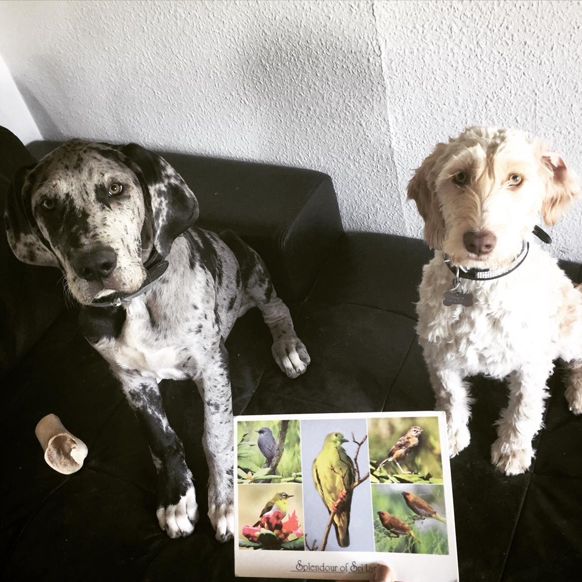 Grand danois Frode billede 12