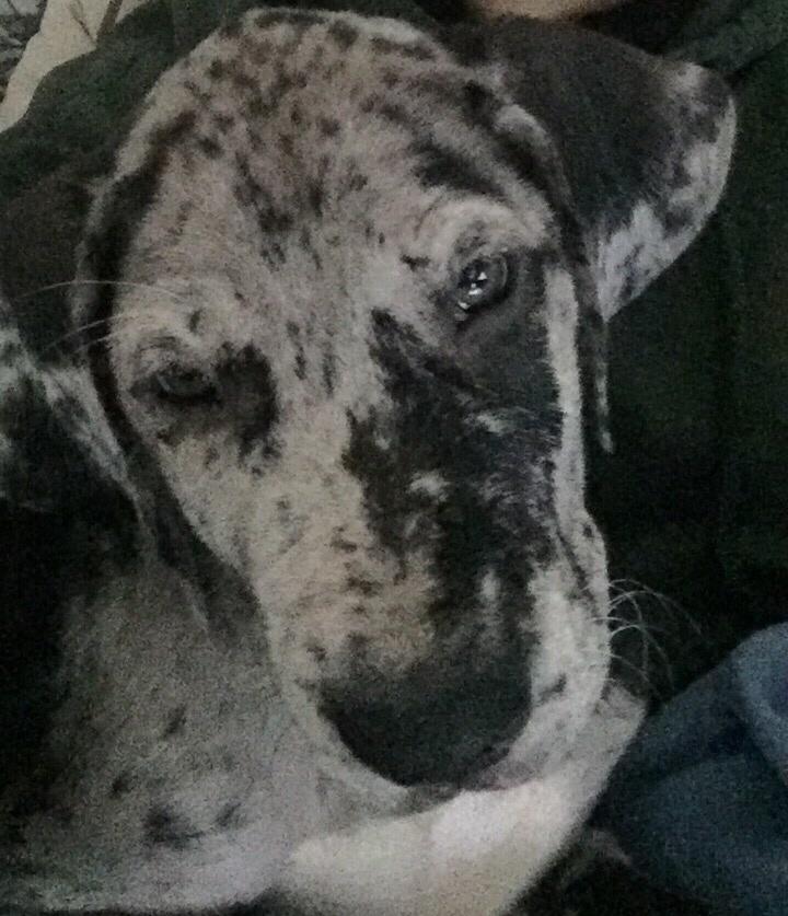 Grand danois Frode billede 14