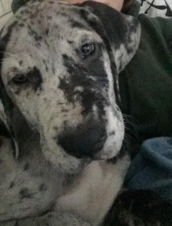 Grand danois Frode billede 15