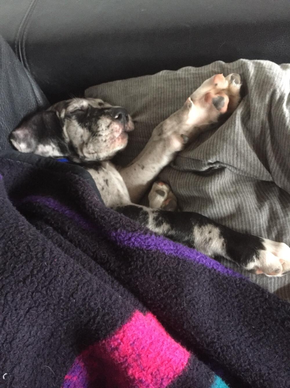 Grand danois Frode billede 16