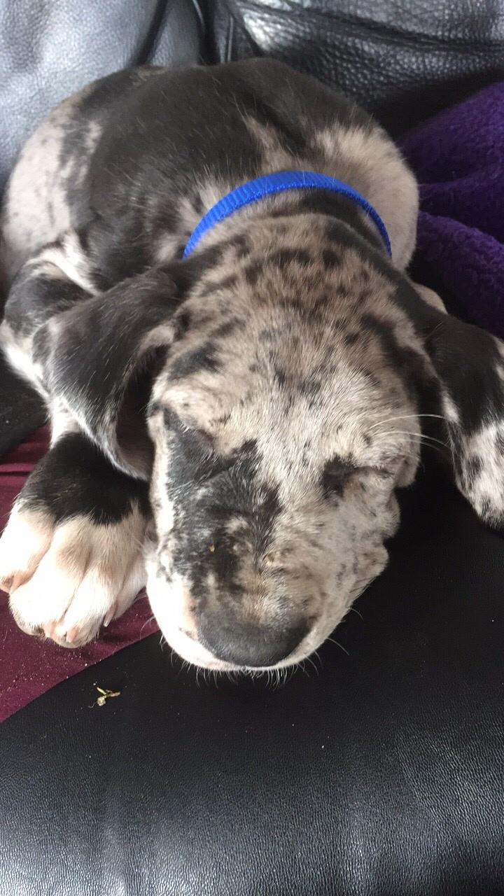 Grand danois Frode billede 17