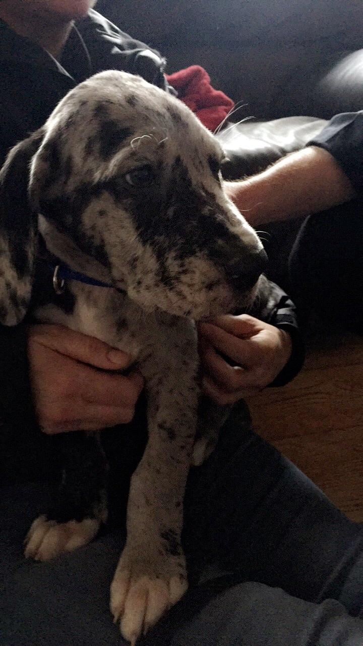 Grand danois Frode billede 18