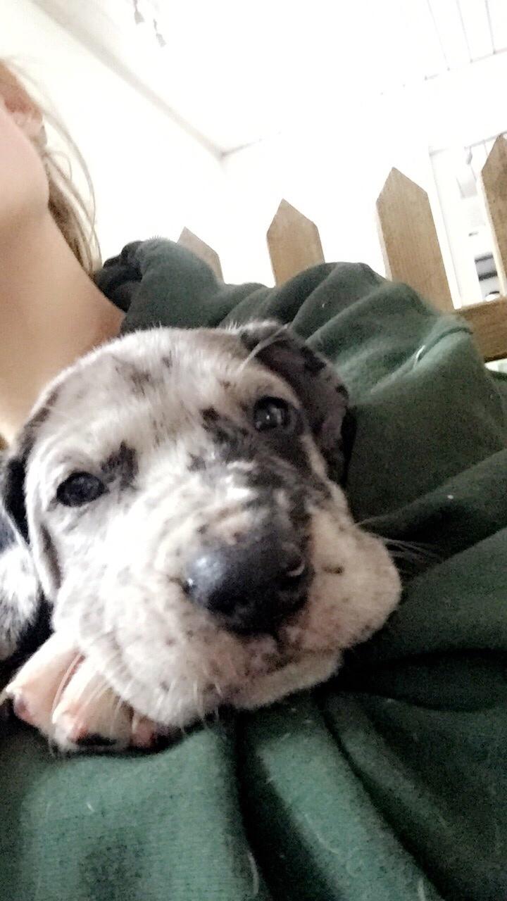 Grand danois Frode billede 21