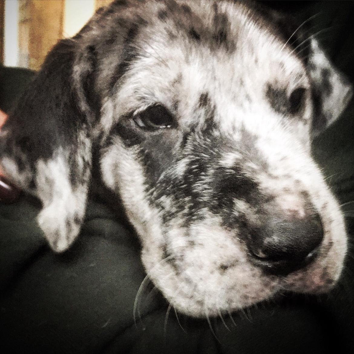 Grand danois Frode billede 20