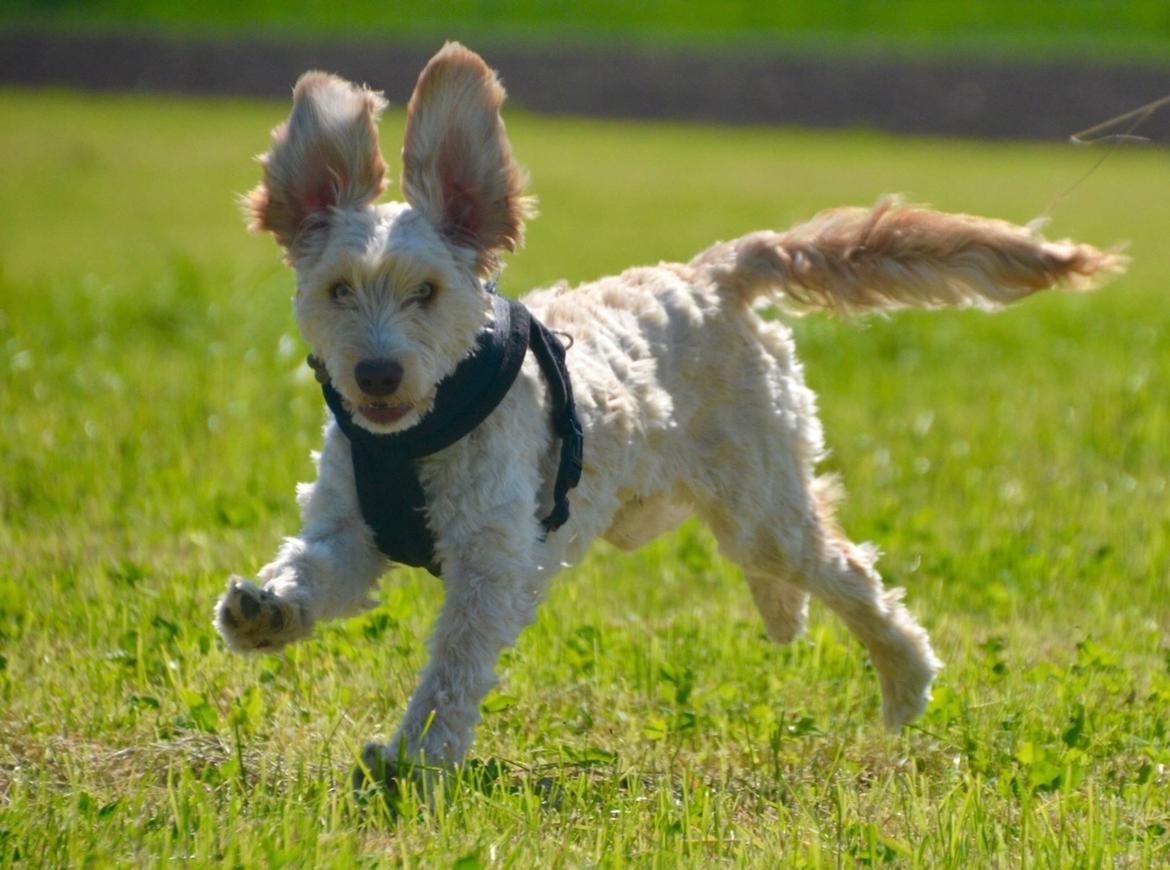 Blanding af racer Perseus billede 2