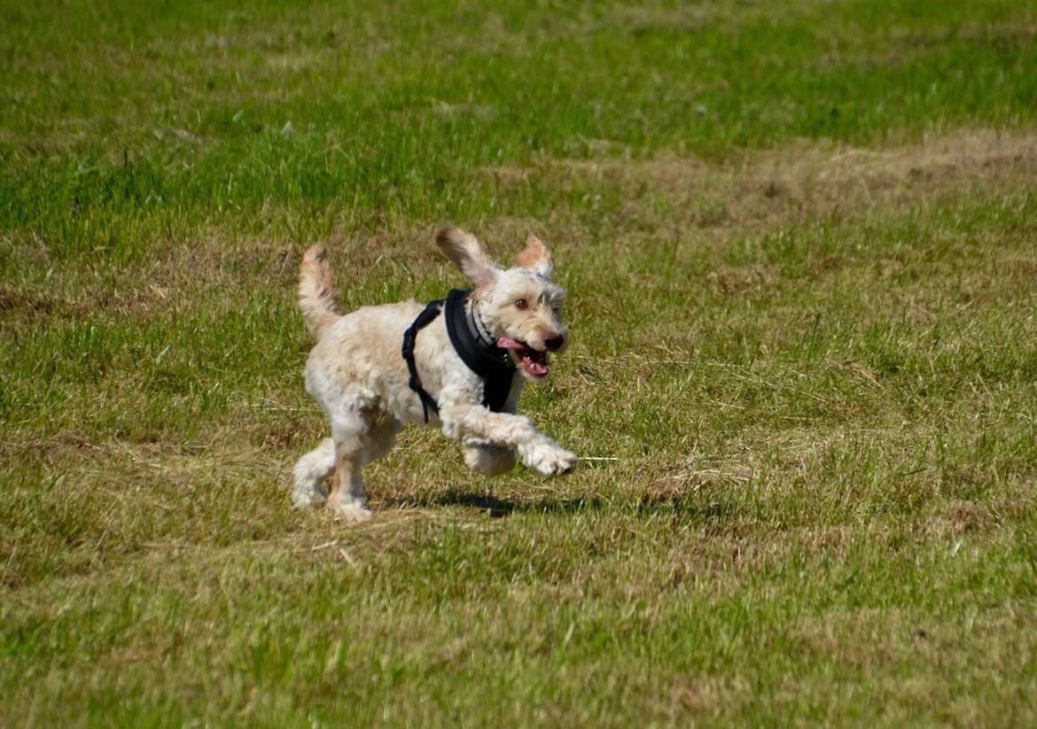 Blanding af racer Perseus billede 1