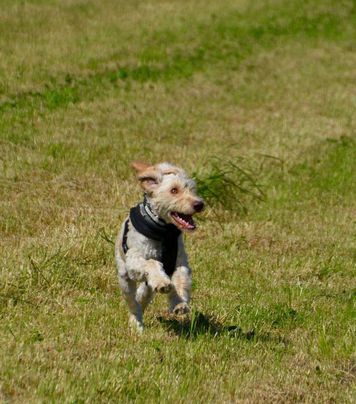 Blanding af racer Perseus billede 3