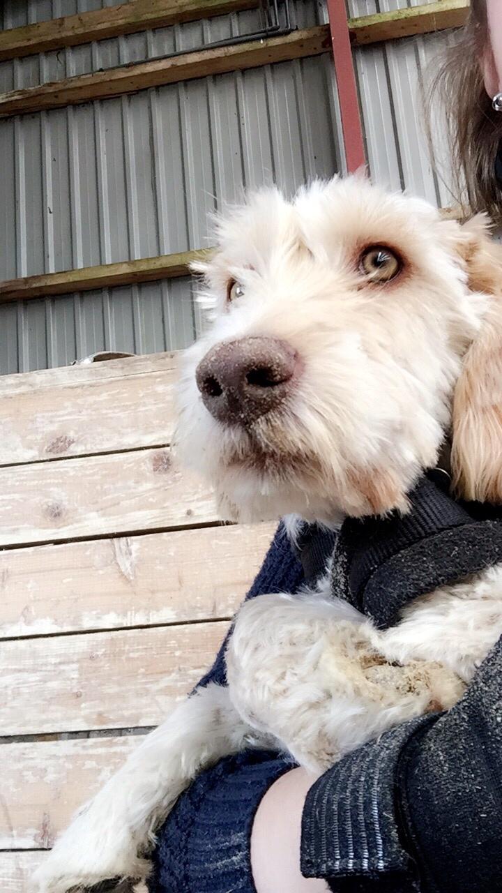 Blanding af racer Perseus billede 5