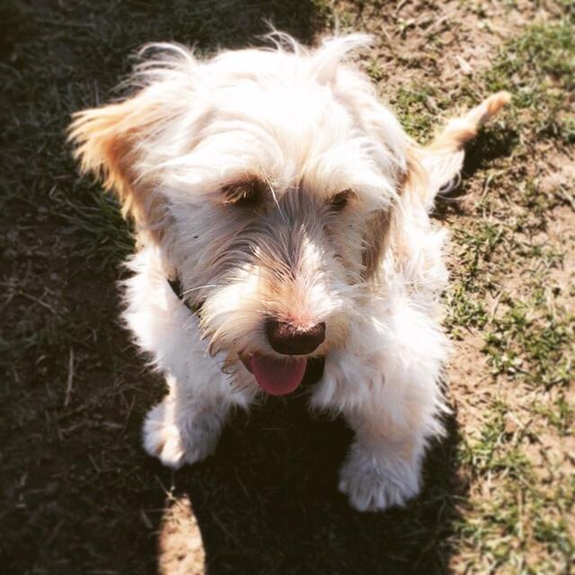 Blanding af racer Perseus billede 7