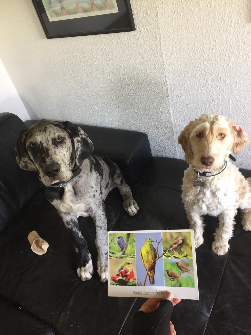 Blanding af racer Perseus billede 6