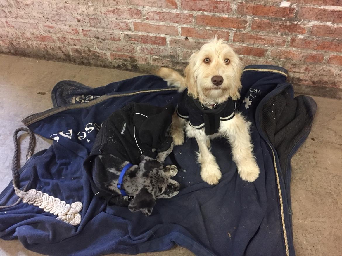 Blanding af racer Perseus billede 8