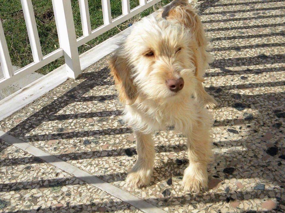 Blanding af racer Perseus billede 10