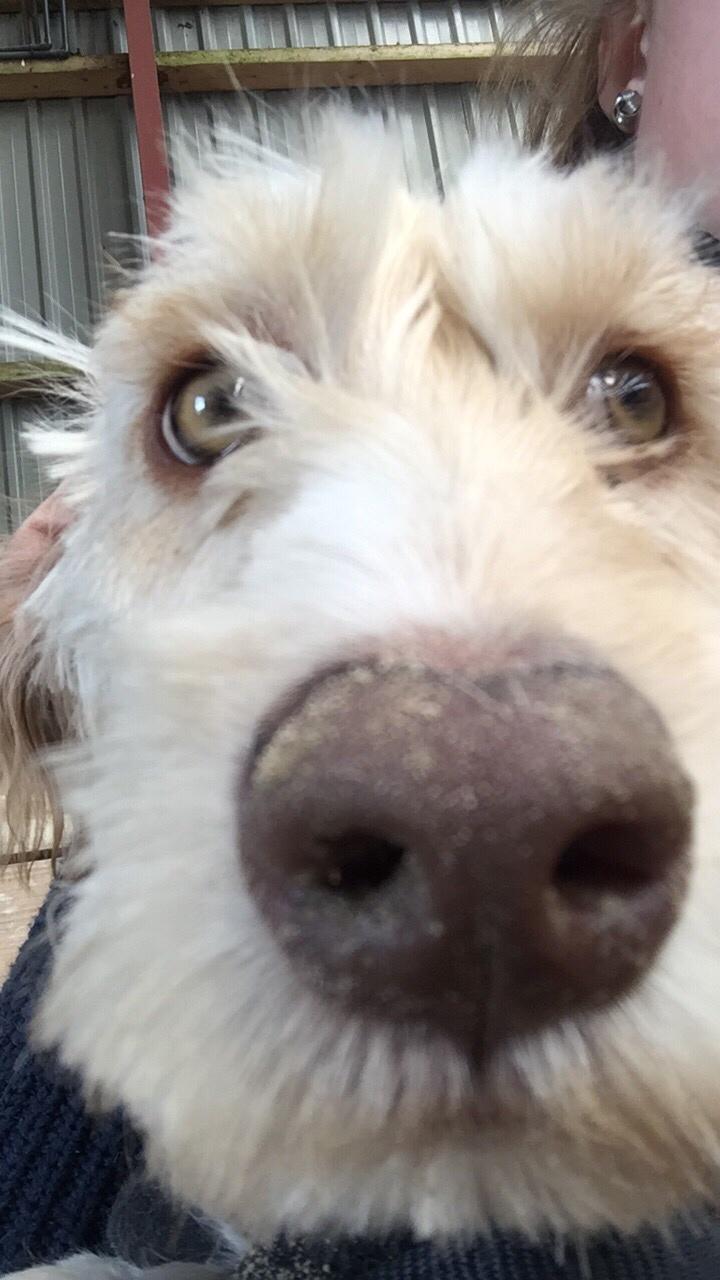 Blanding af racer Perseus billede 11