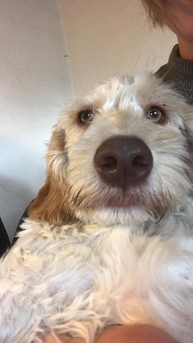 Blanding af racer Perseus billede 12