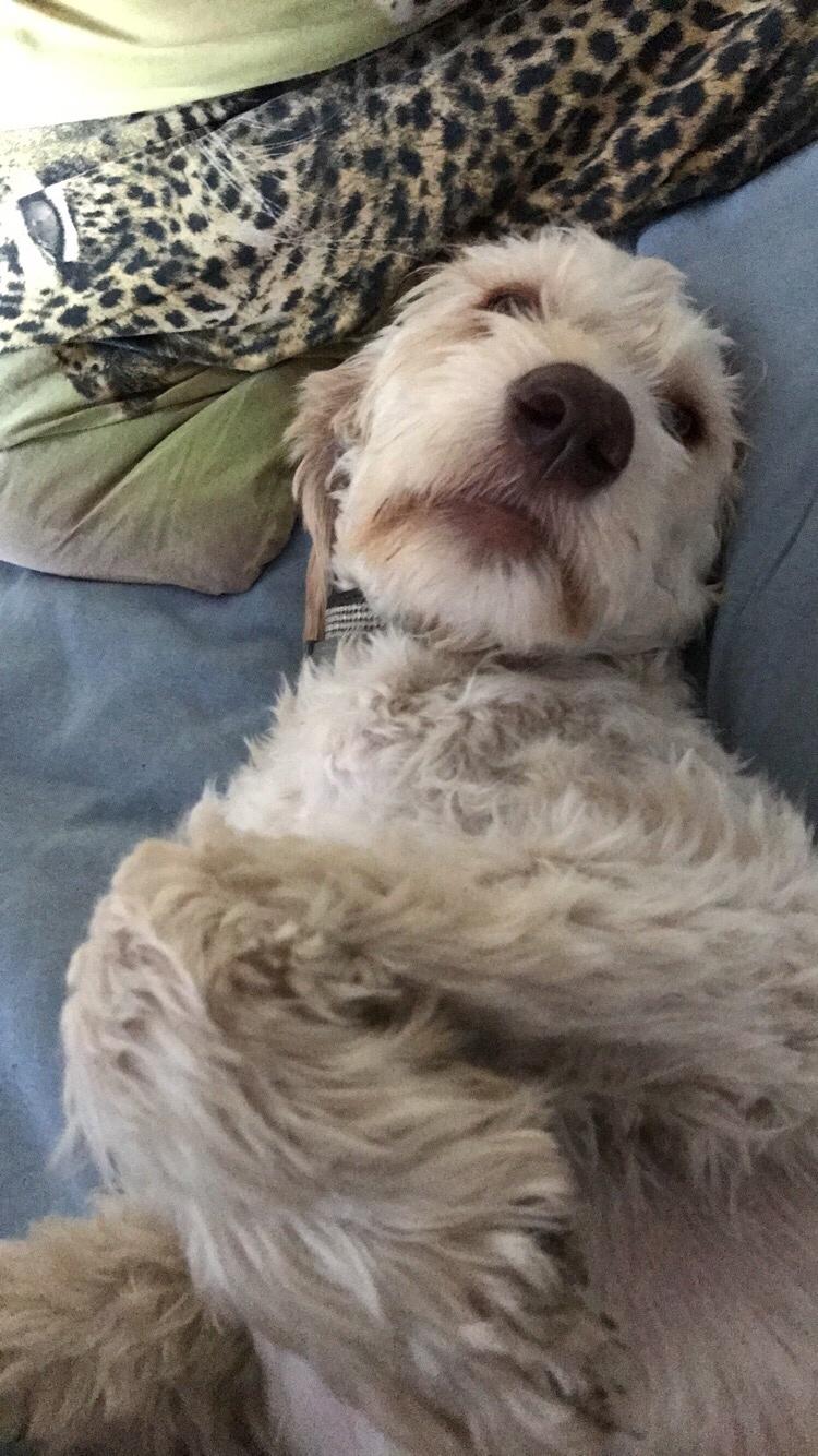 Blanding af racer Perseus billede 13