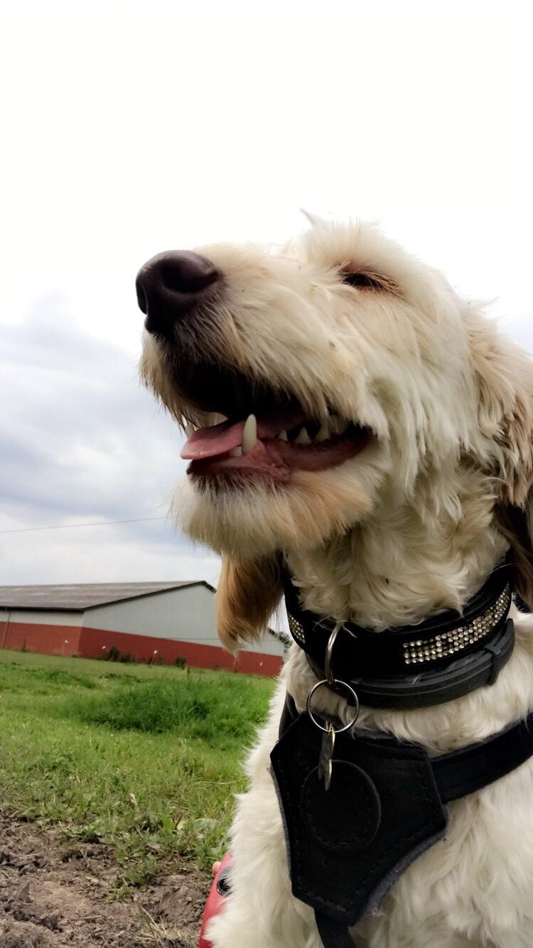 Blanding af racer Perseus billede 14