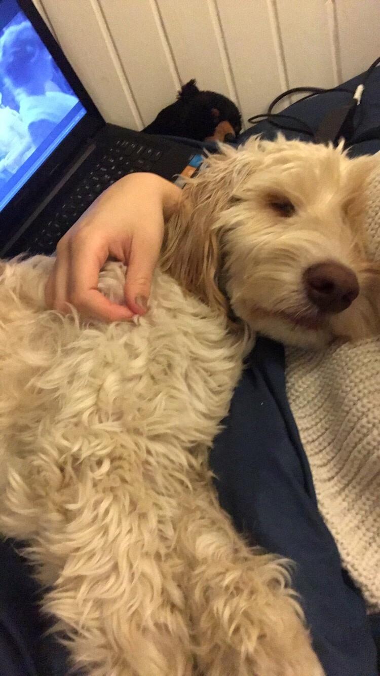 Blanding af racer Perseus billede 15