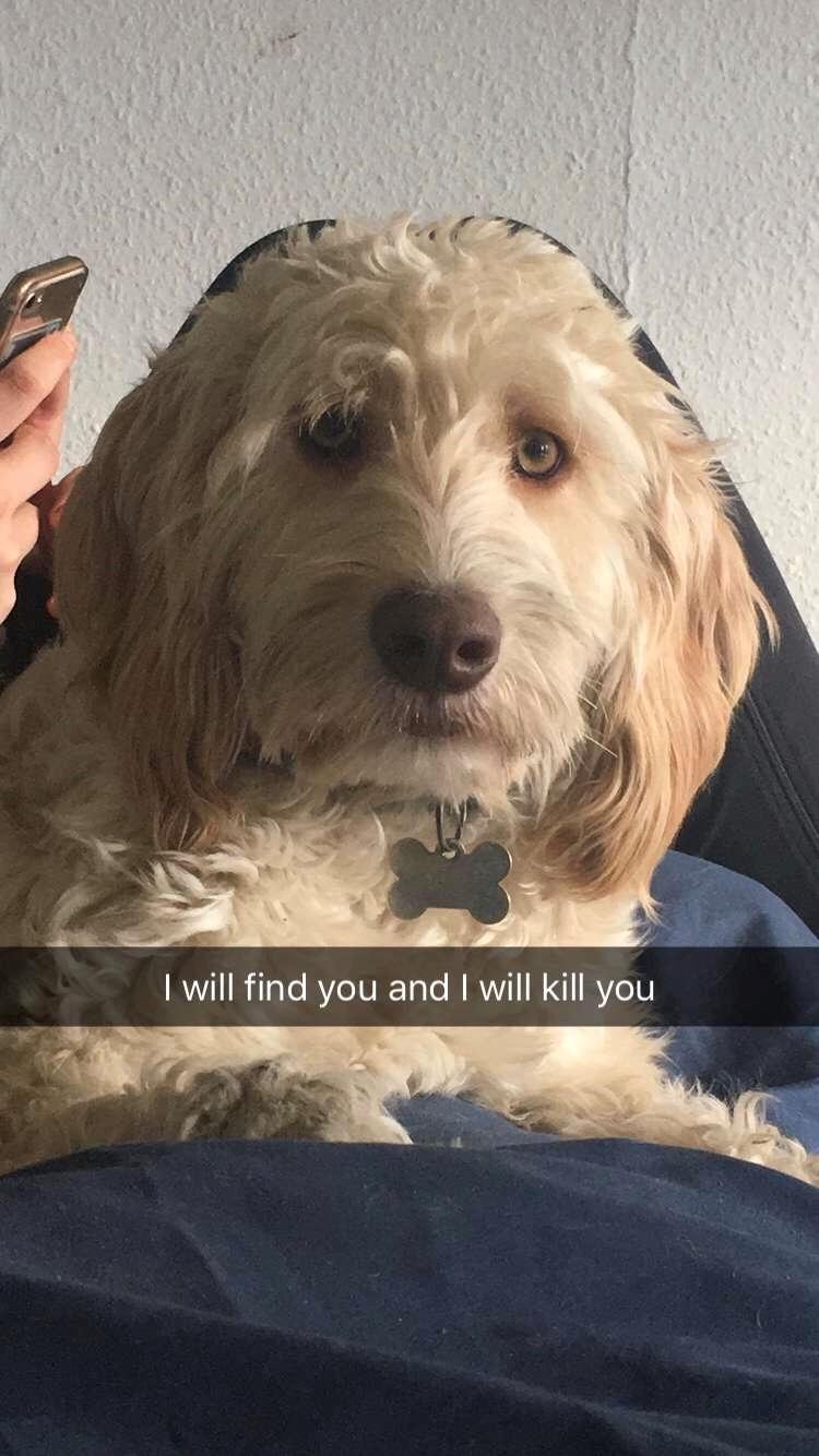 Blanding af racer Perseus billede 16