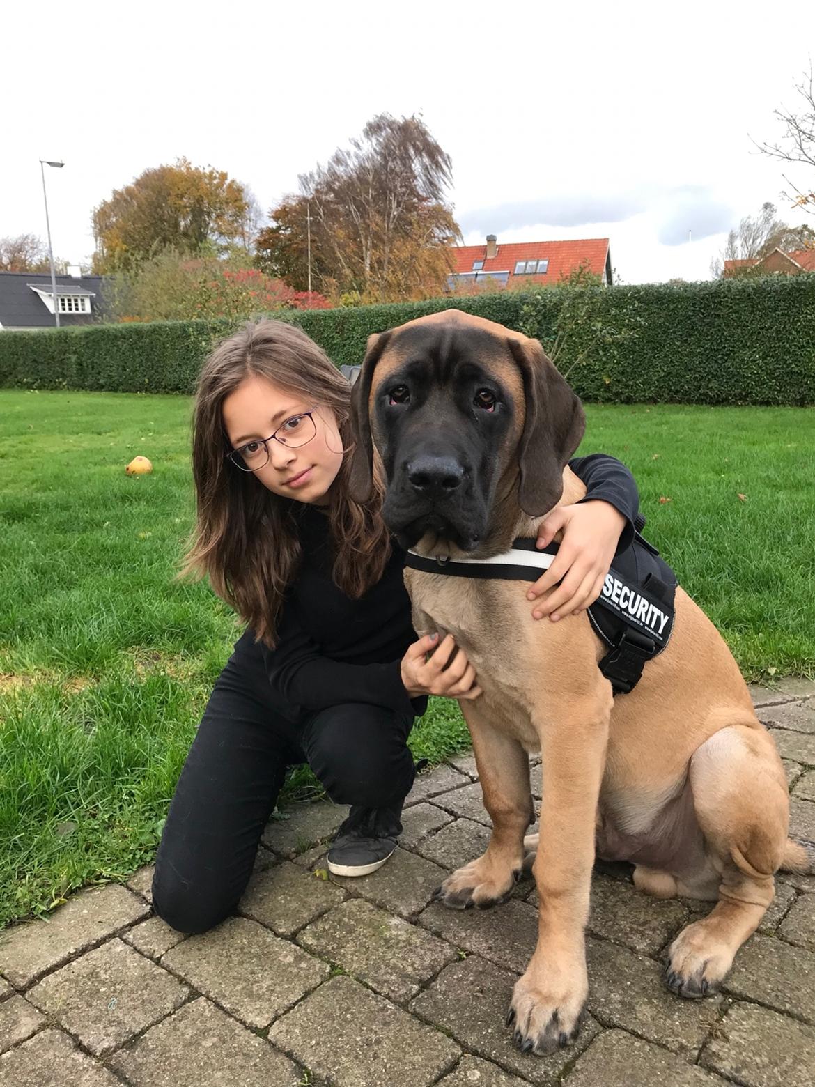 Mastiff Thorkild (død 2023) billede 20