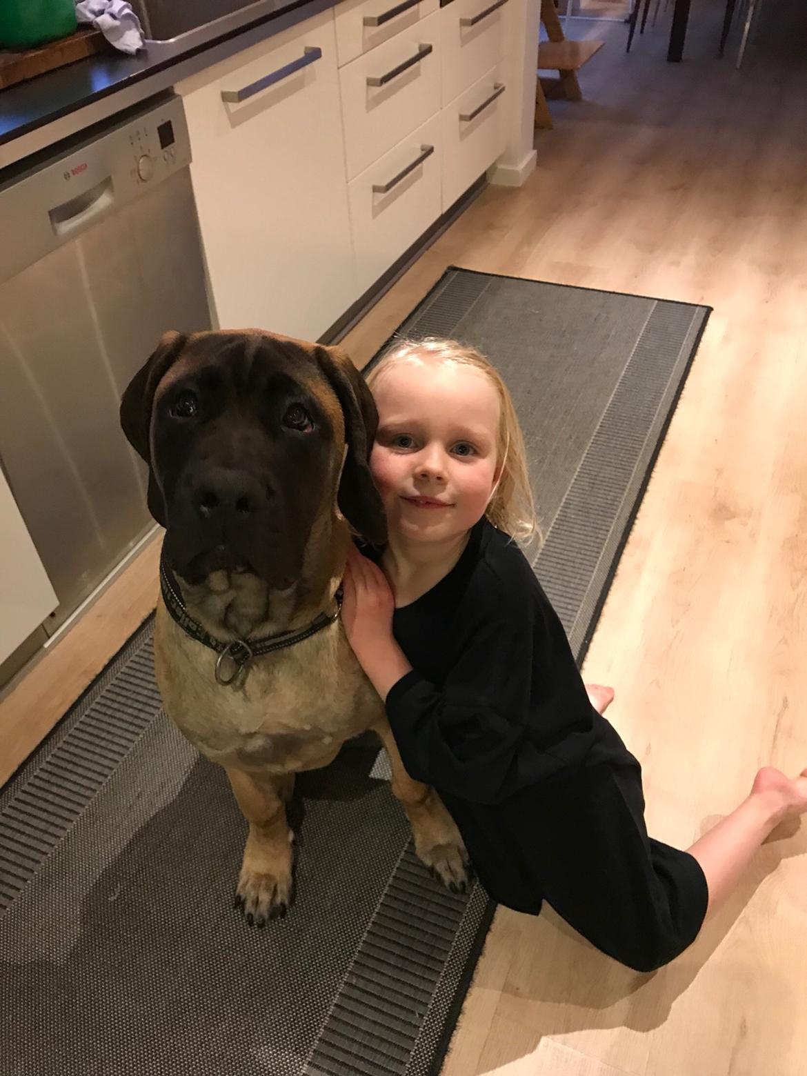 Mastiff Thorkild (død 2023) billede 21