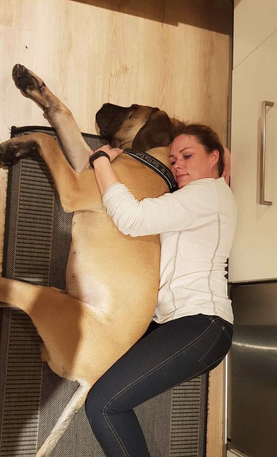 Mastiff Thorkild (død 2023) billede 23