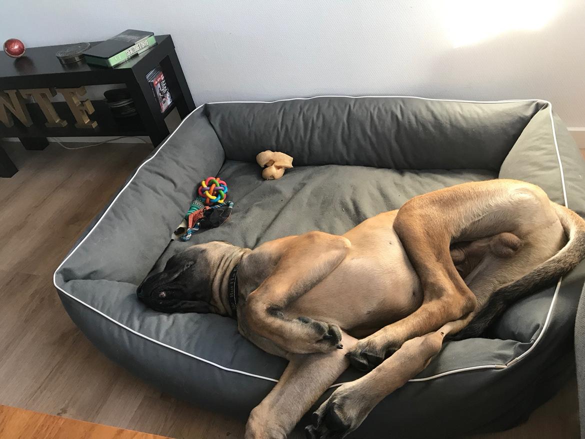 Mastiff Thorkild (død 2023) billede 22