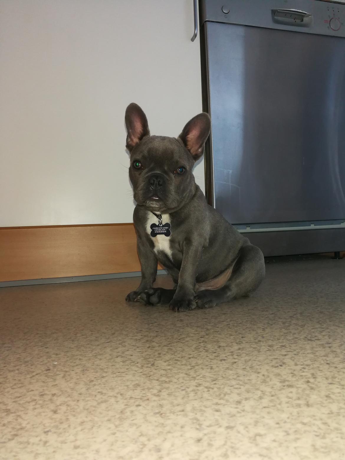 Fransk bulldog Kurt billede 11