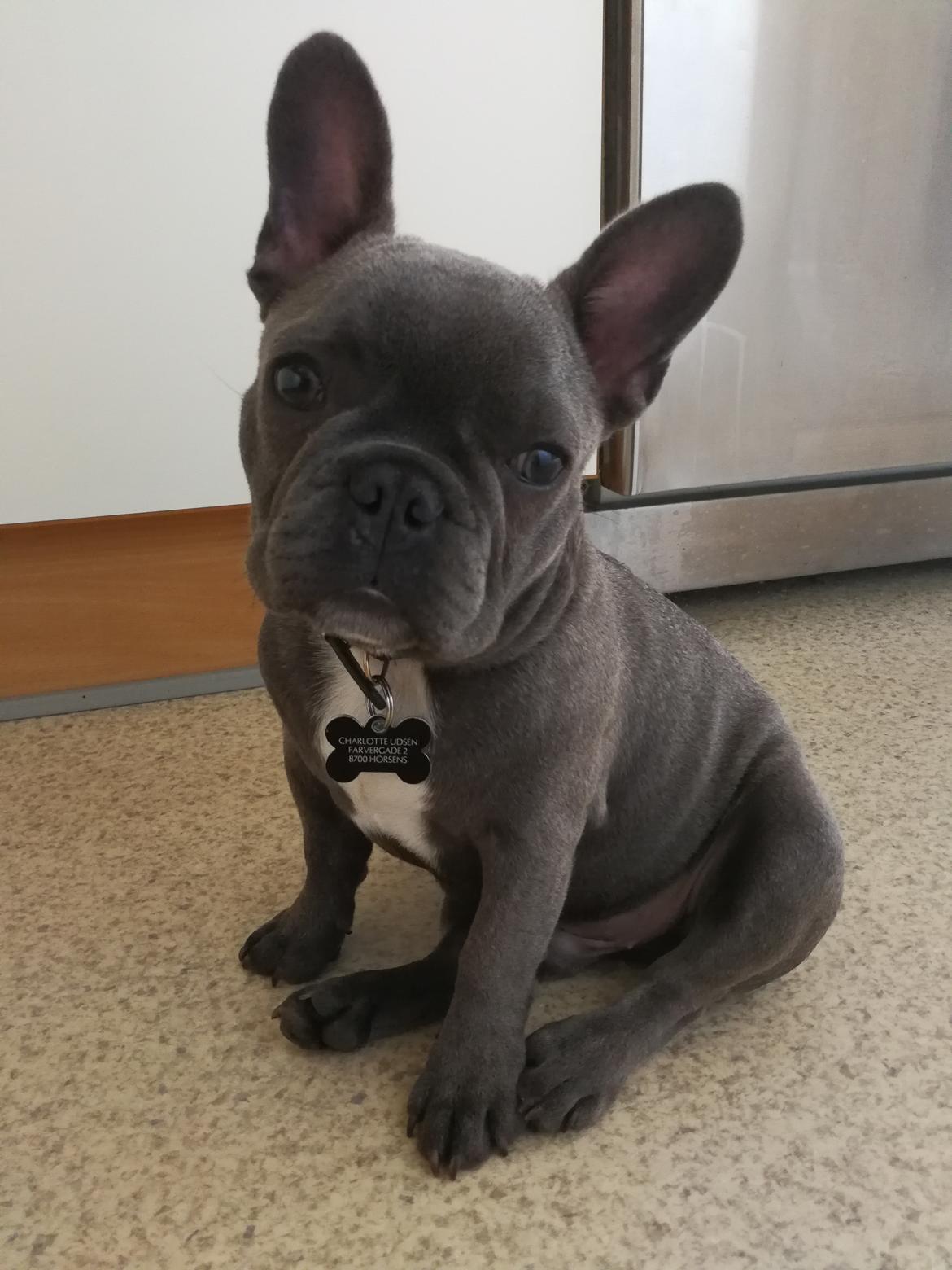 Fransk bulldog Kurt billede 12